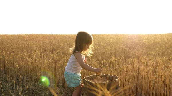 Bambino piccolo sta giocando a grano in un sacco in un campo di grano. concetto di agricoltura. bambino con il grano in mano. bambino tiene il grano sul palmo della mano. Il piccolo figlio, la figlia contadina, sta giocando nel campo . — Foto Stock