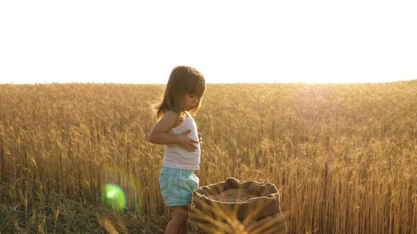 small kid is playing grain in a sack in a wheat field. farming concept. child with wheat in hand. baby holds the grain on the palm. The little son, the farmers daughter, is playing in the field.