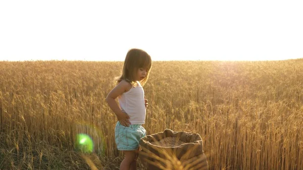 Kleines Kind spielt Korn in einem Sack in einem Weizenfeld. Landwirtschaftskonzept. Kind mit Weizen in der Hand. Baby hält das Korn auf der Handfläche. Der kleine Sohn, die Bauerntochter, spielt auf dem Feld. — Stockfoto