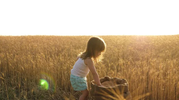 A criança pequena está jogando o grão em um saco em um campo de trigo. conceito de agricultura. criança com trigo na mão. bebê segura o grão na palma da mão. O filho mais novo, a filha dos agricultores, está a brincar no campo. . — Fotografia de Stock