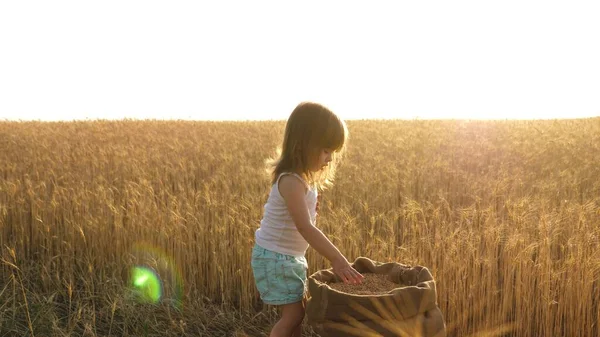 En liten unge leker säd i en säck på ett vetefält. jordbrukskoncept. barn med vete i handen. Barnet håller säden i handflatan. Den lille sonen, bonddottern, leker ute på fältet. — Stockfoto