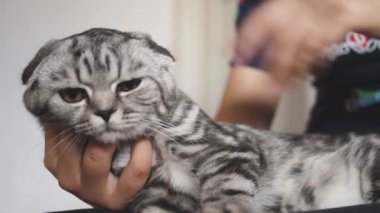 Aile kedisi, çocukların favorisi. Sahibinin elinde İngiliz bir İskoç kedisi var. Mutlu kedi bir kızın ellerinde dinleniyor. Güzel tekir kedi. Evcil hayvan ve kadın. Yakın plan.