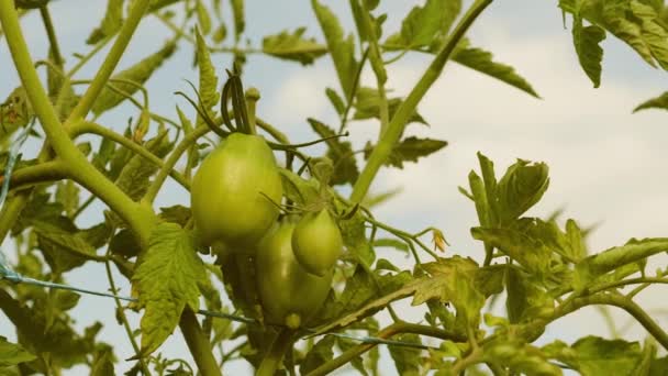 Aanplant van groene tomaat rijping op een tak van een struik. landbouwbedrijven. onrijpe tomaten op een plantage boerderij close-up. Tomatenfruit in de kas. — Stockvideo