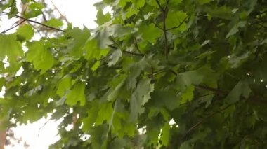 Akçaağaç dallarındaki yapraklar yazın ormanda rüzgâr tarafından pompalanır. Doğada seyahat. Bahar akçaağacı. Parktaki akçaağaç.