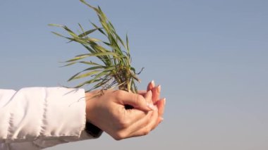 Özgür bir kızın avuçlarında çevre dostu filizler. Kadın bir çiftçinin ellerinde buğday filizleri. Sağlıklı tarımcı bir iş kadınının elleri, avuçlarında gökyüzüne karşı yeşil fidanlar tutsun..