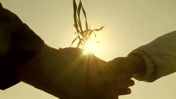 農家の男性と女性の手に小麦の若い芽。農学者とビジネスマンの手には緑の苗が空に対してヤシの木にあります。チームワークのビジネスマンだ。環境に優しい芽. — ストック動画