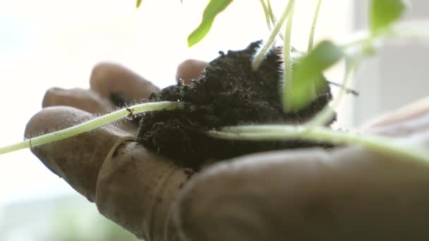 Przyjazne dla środowiska kiełki. Młody kiełek w rękach farmera. sadzonki pomidorów zbliżenie. w laboratorium rękawice trzymają zielone sadzonki w dłoniach przylegających do okna. zielona planeta — Wideo stockowe