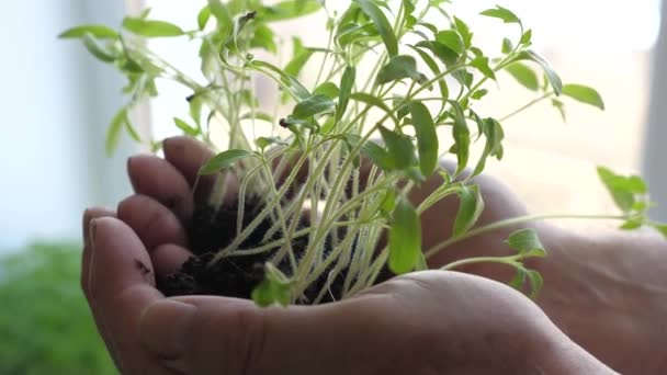 Dans les mains de laboratoire des hommes tiennent des semis verts dans leurs paumes contre la fenêtre. Gros plan sur les semis de tomates. Les jeunes pousses sont entre les mains d'un fermier. germe respectueux de l'environnement. planète verte — Video