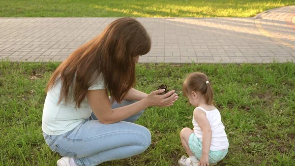 Mother shows her child pinecones. little daughter and mother play in park on lawn and collect cones. child walks on green grass. concept of a happy childhood. A happy family is walking with a child. — Stock Photo, Image