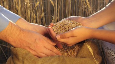 Çiftçilerin elleri tarlaya buğday döküyor. Agronomist tahılın kalitesine bakar. İş adamları buğdayın kalitesini kontrol eder. Tarım konsepti. tarımsal iş.