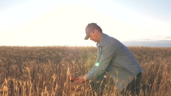 Бизнесмен проверяет качество пшеницы. Концепция сельского хозяйства Руки фермеров наливают зерно пшеницы в мешок с ушами. Сбор зерновых. Агроном смотрит на качество зерна.