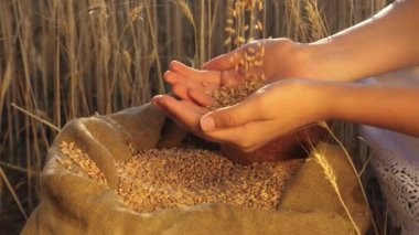 Çiftçilerin elleri tarlaya buğday döküyor. Agronomist tahılın kalitesine bakar. İş adamları buğdayın kalitesini kontrol eder. Tarım konsepti. tarımsal iş.