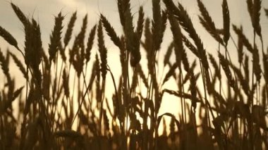 Tarlada olgun buğday kulakları. Buğday tarlasının üzerinde kırsalla birlikte güzel bir günbatımı. Güneş buğday ekinlerini aydınlatır. Büyük sarı buğday tarlası. Gün batımının altın ışıklarıyla cennet gibi..