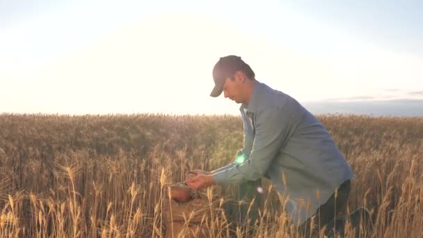 Zakenman controleert de kwaliteit van tarwe. landbouwconcept. Boerenhanden gieten tarwekorrels in een zak met oren. Graanoogst. Een agronomist kijkt naar de kwaliteit van graan. — Stockvideo
