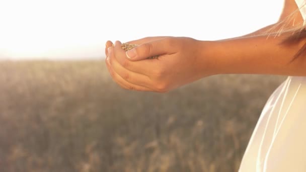 Вільна жінка фермер тримає зерно пшениці в руках. бізнесмен дивиться на якість пшениці в полі. збирання зерна. Руки дівчини-агронома над вухами пшениці. органічний хліб — стокове відео