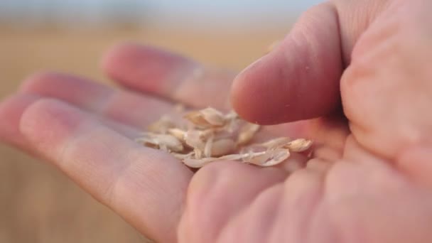 Zrnko pšenice v rukou farmáře v krásných paprscích západu slunce. detailní záběr. na dlani člověka pšeničná zrna. obchodník hodnotí kvalitu zrna. zemědělský koncept. Organické obilí. sklízení zrna. — Stock video