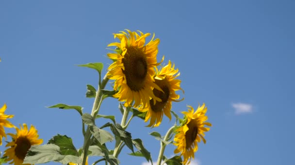 A field of yellow sunflower flowers against a background of clouds. A sunflower sways in the wind. Beautiful fields with sunflowers in the summer. Crop of crops ripening in the field. — Stock Video