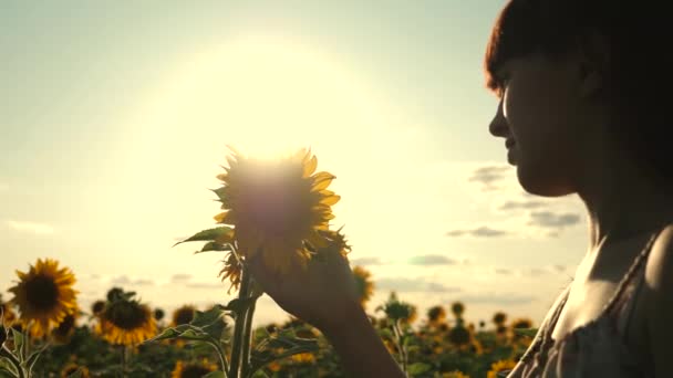 Young free woman traveler in a sunflower field in rays of sunrise or sunset is sunny. Young healthy girl examines a flowering sunflower. beautiful girl travels in countryside. add to scent of flowers — Stock Video