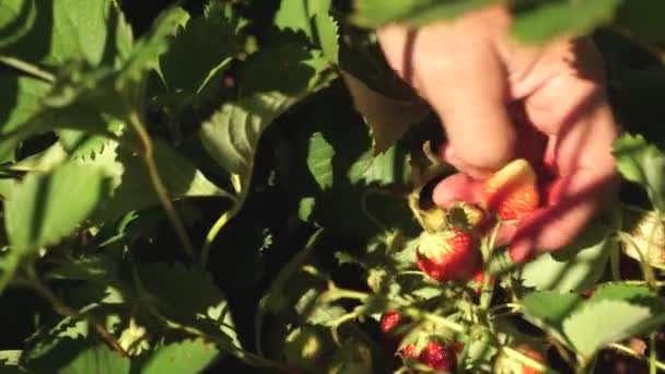 健康のための新鮮なビタミン。農家は新鮮な熟した果実を選ぶ。庭師の手は庭で夏にイチゴを示します。庭師はイチゴの作物を見ます。接近中だ。環境に優しいベリー. — ストック動画