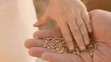 Childs babasının palmiyesine buğday serpiyor. Mutlu bir çocukluk ve aile. Baba çiftçi ve küçük oğlu tarlada. Tatilde sağlıklı ve mutlu bir aile. Baba ve bebek buğday tarlasında oynuyorlar.