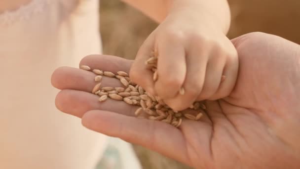 Childs palm sprinkles a grain of wheat on palm of his father. happy childhood and family. dad farmer and little son in field. healthy happy family on vacation. Dad and baby are playing on wheat field — Stock Video