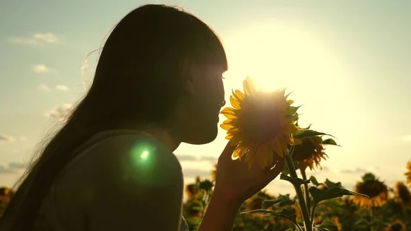 Joven viajera libre en un campo de girasol en los rayos de la salida o puesta del sol es soleado. Joven niña sana examina una flor de girasol. hermosa chica viaja en el campo. aventura y viajes — Foto de Stock