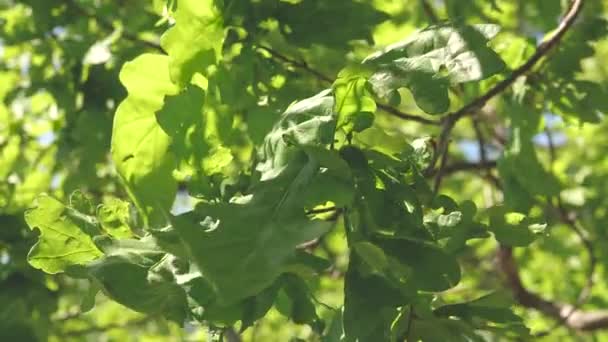 Floresta de carvalho. Movimento lento. folhas de carvalho verdes em um ramo. árvore no parque no verão, primavera . — Vídeo de Stock