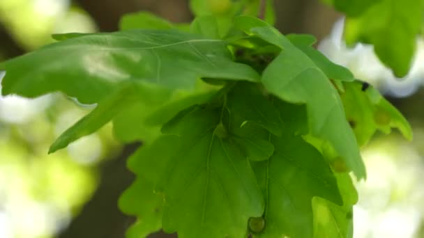 Hojas de roble verde en una rama. bosque de robles. árbol en el parque en verano, primavera. Movimiento lento . — Vídeo de stock