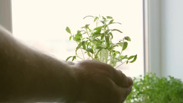 Dans les mains de laboratoire des hommes tiennent des semis verts dans leurs paumes contre la fenêtre. Gros plan sur les semis de tomates. Les jeunes pousses sont entre les mains d'un fermier. germe respectueux de l'environnement. planète verte — Video