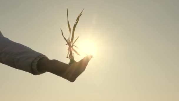 Agramons handen houden groene zaailingen in palmen tegen de hemel. Jonge tarwekiemen in de handen van een boer. Gerst zaailing van dichtbij. milieuvriendelijke spruit. groene planeet — Stockvideo