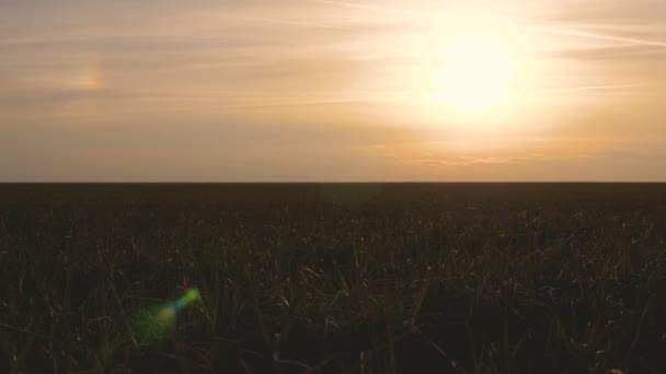 Campo de trigo de invierno a principios de primavera en la puesta del sol. cultivos. concepto de agricultura. campo verde de germen de trigo joven — Vídeos de Stock