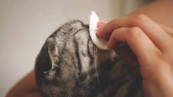 兽医用猫的眼睛擦药.女主人对猫很好.动物照料。最喜欢的宠物。毛茸茸的猫家人朋友病了. — 图库照片