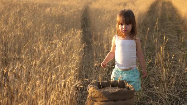 Ein gesundes kleines Kind spielt mit Getreide in einem Sack auf einem Weizenfeld. Bauernkind spielt mit Weizenstacheln auf dem Feld. Kind hält Roggen-Dorn in der Hand. Kleiner Sohn, Bauerntochter spielt auf dem Feld. — Stockfoto