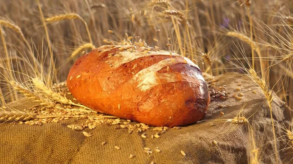 Rijpe tarwekorrels vallen op vers heerlijk knapperig brood. een knapperig brood ligt in een veld van tarwe. Heerlijk wit brood net gemaakt in de bakkerij. Brood bakken. Tarweveld. Management bedrijfsconcept. — Stockfoto