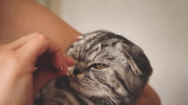 Veteriner tıbbı kedi gözleriyle ovuyor. Ev sahibesi kediyi tedavi eder. Hayvan bakımı. En sevdiği hayvan. Kıllı kedi aile dostu hastalandı..
