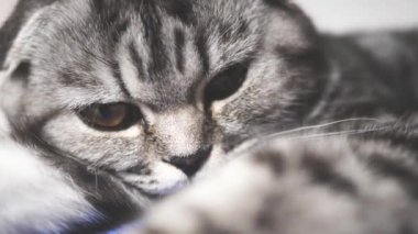 Sağlıklı kedi kamera lensinde pençe oynar. Çizgili gri kedi dinleniyor. Mutlu hayvan. Evcil hayvanlar. Güzel kedi. Yakın plan.