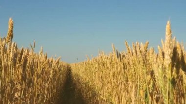 Mavi gökyüzüne karşı olgunlaşan buğday tarlası. Tahıllı buğday başakları rüzgarı sallar. tahıl hasadı yazın olgunlaşır. Tarım sektörü konsepti. Çevre dostu buğday