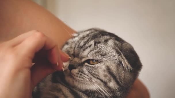 De dierenarts wrijft medicijn met katten ogen. De gastvrouw behandelt de kat. dierverzorger.favoriete huisdier. harige kat familie vriend werd ziek. — Stockvideo