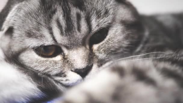 Egészséges macska mancsot játszik a kamera lencséjében. A csíkos szürke macska pihen. Boldog kisállat. Háziállatok. Gyönyörű macska. Közelkép — Stock videók