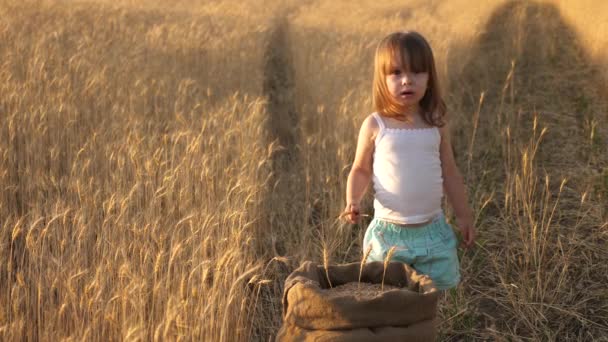 Gezond kind speelt met graan in een zak op tarweveld. Boer kind speelt met spikelet van tarwe in het veld. Het kind houdt roggepiek vast. kleine zoon, boerendochter, speelt in het veld. — Stockvideo