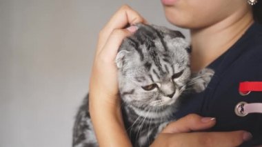 Mutlu kedi bir kızın ellerinde dinleniyor. Mutlu sahibi güzel bir İngiliz kedisini kollarında tutuyor. Güzel tekir kedi. Evcil hayvan ve kadın. Yakın plan.