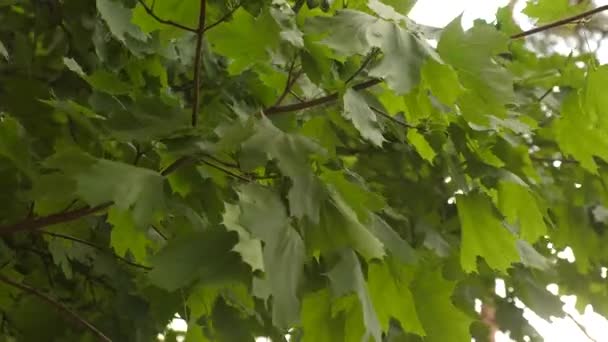 Viajar en la naturaleza. Arce de primavera. árbol de arce en el parque. hojas en ramas de arce son bombeadas por el viento en el verano en el bosque . — Vídeos de Stock