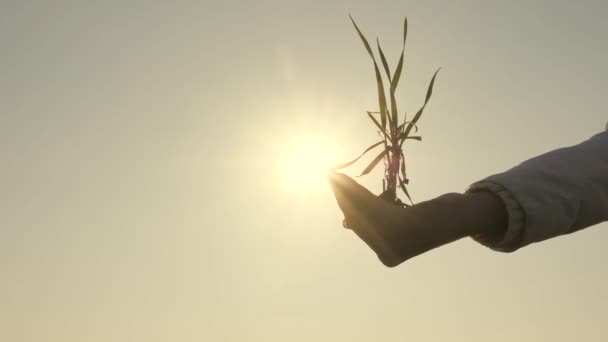 若い健康な小麦は太陽の下で女性農家の手に芽を出します。環境に優しい子の掌中に芽生えます。健康な農業経営者の女性の手、空に対するヤシの緑の苗. — ストック動画