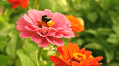arı bahar, yaz aylarında bahçede bir çiçek nektar toplar. parkta çok renkli çiçekler. Bahçede güzel çiçekler Zinnia çiçek. çiçek iş. Bahçe güzel çiçekler sera