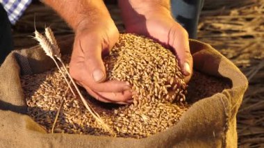 Çiftçi elleri kulaklı bir torbaya buğday taneleri döker. Mısır gevreği topluyorum. Bir tarım uzmanı tahılın kalitesine bakar. İşadamı buğdayın kalitesini kontrol eder. tarım kavramı. yakın plan.