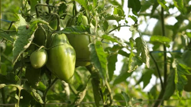 I pomodori verdi maturano su un ramo di un cespuglio. primo piano. Feto di pianta di pomodoro in serra. attività agricola. pomodori acerbi nelle piantagioni di agricoltori — Video Stock