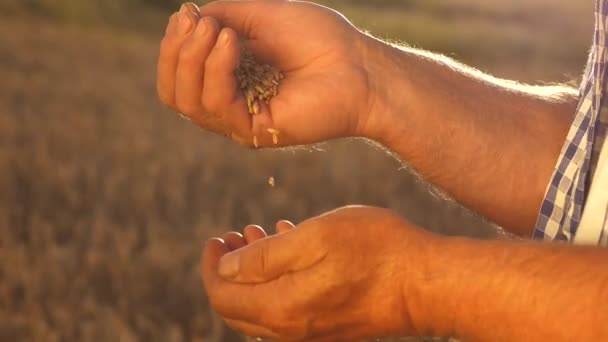 Podnikatel kontroluje kvalitu pšenice. zemědělský koncept. Farmáři nalijí pšeničná zrna z dlaně do dlaně na pšeničném poli. detailní záběr. Sklizeň cereálií. Agronom se dívá na kvalitu zrna. — Stock video