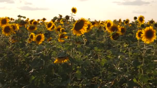 A field of yellow sunflower flowers against a background of clouds. A sunflower sways in the wind. Beautiful fields with sunflowers in the summer. Crop of crops ripening in the field. — Stock Video