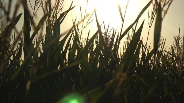 Maíz orgánico. maduración de maíz en un campo verde, bajo los cálidos rayos del sol. concepto de agricultura. negocio agrícola. Cornfield. productos respetuosos del medio ambiente . —  Fotos de Stock