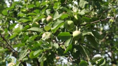 Güneş ışınlarında bir dalda olgunlaşan güzel elmalar. Çevre dostu elmalar. Ağaçtaki yeşil elmalar. Zirai işler. Ağaçta elmalar.